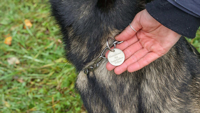 "Diensthund der Bayerischen Polizei" steht auf Chabos Marke. "Diensthund der Bayerischen Polizei" steht auf Chabos Marke.