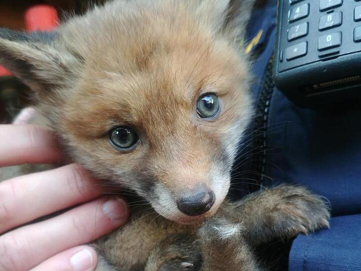 Ein Polizist hält ein gerettetes Fuchsbaby im Arm. Foto: Polizei Waldkraiburg
