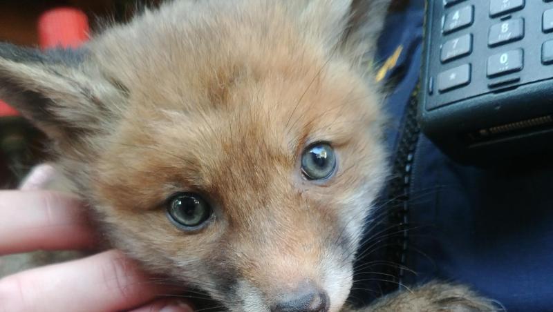 Ein Polizist hält ein gerettetes Fuchsbaby im Arm. Foto: Polizei Waldkraiburg Ein Polizist hält ein gerettetes Fuchsbaby im Arm. Foto: Polizei Waldkraiburg