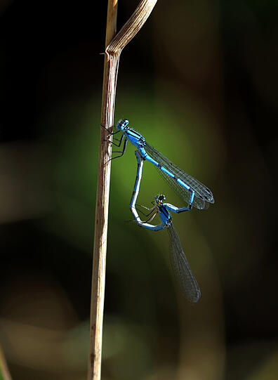 Faszinierende Libellen: zwei Blauschwanzjungfern beim Liebesspiel.