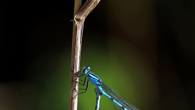 Faszinierende Libellen: zwei Blauschwanzjungfern beim Liebesspiel. Faszinierende Libellen: zwei Blauschwanzjungfern beim Liebesspiel.