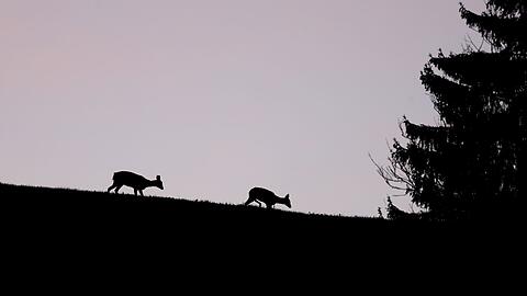 Rehe in der Dämmerung (Symbolbild)