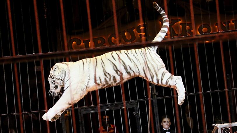 Die Wildtiere des Circus Krone - hier bei der Premiere der Winterspielzeit 2016