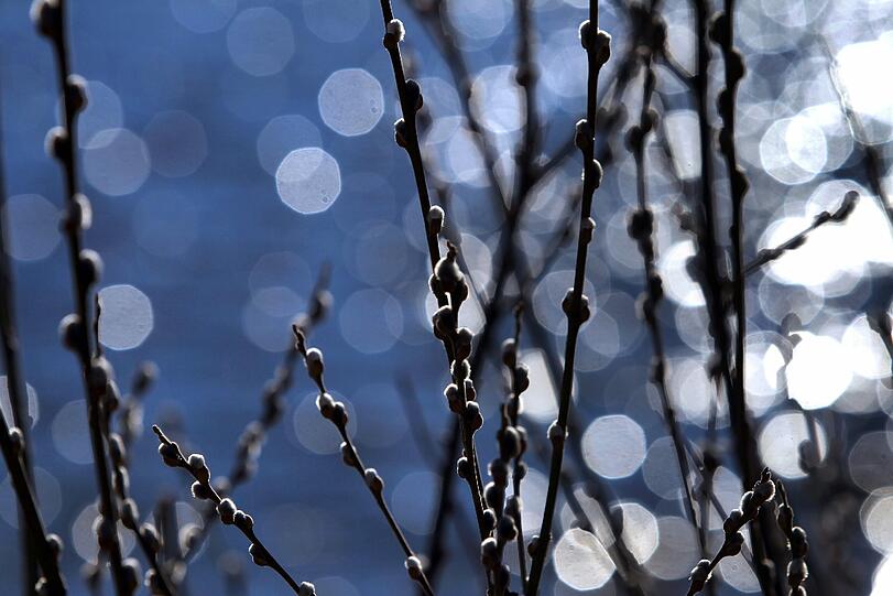 Am 20.03.2013 ist kalendarischer Frühlingsanfang. Weitere Bilder aus Bayern. Foto: Karl-Josef Hildenbrand