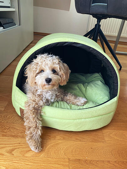 Cookie: Unsere kleine Prinzessin versüßt uns jeden Tag. Als wir sie kennenlernen durften, haben wir uns sofort in die kleine Maus verliebt. Sie begleitet mich (Céline) seit Anfang an mit in‘s Büro und zaubert jeder Kollegin und jedem Kollegen ein Lächeln in‘s Gesicht. Cookie ist einfach die süßeste Hündin.