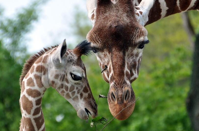 Giraffe Kabonga (&dagger; 22) mit Naledi &ndash; einem der zehn Jungtiere, die sie geboren hat.