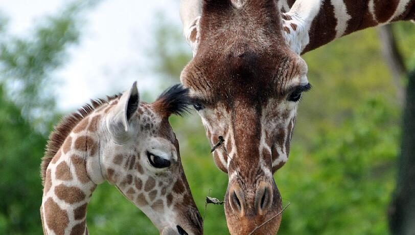 Giraffe Kabonga (&dagger; 22) mit Naledi &ndash; einem der zehn Jungtiere, die sie geboren hat.