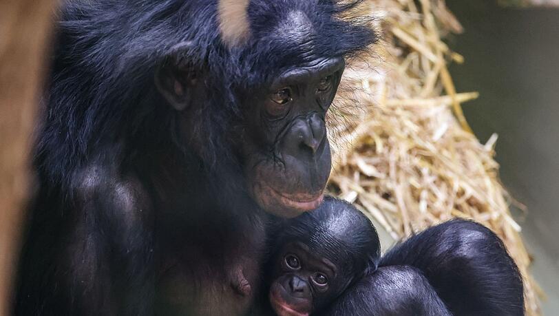 Noch ganz klein und anhänglich: Im Kölner Zoo wurde das Bonobo-Baby Milumbe geboren.