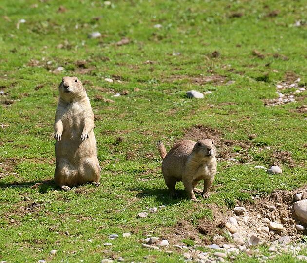 Sind die Vögel nicht in Sicht, trauen sich die niedlichen Nager aus ihren Löchern und purzeln über die Anlage.