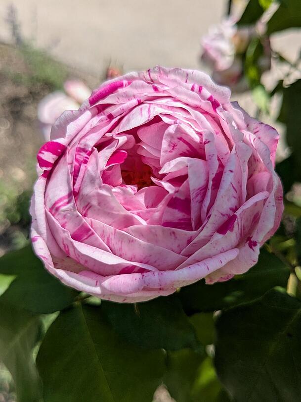 Bourbonrose Honorine de Brabant (ohne Jahresangabe). Für Rosen wie diese sucht die Bayerische Schlösserverwaltung Expertise.