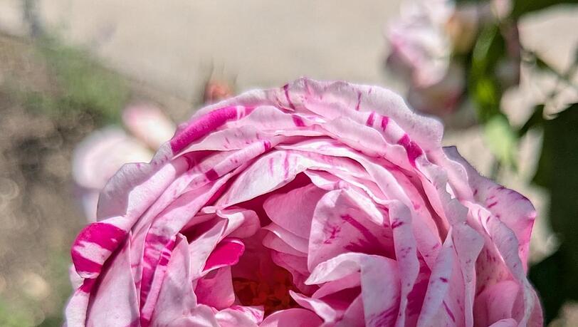 Bourbonrose Honorine de Brabant (ohne Jahresangabe). Für Rosen wie diese sucht die Bayerische Schlösserverwaltung Expertise. Bourbonrose Honorine de Brabant (ohne Jahresangabe). Für Rosen wie diese sucht die Bayerische Schlösserverwaltung Expertise.
