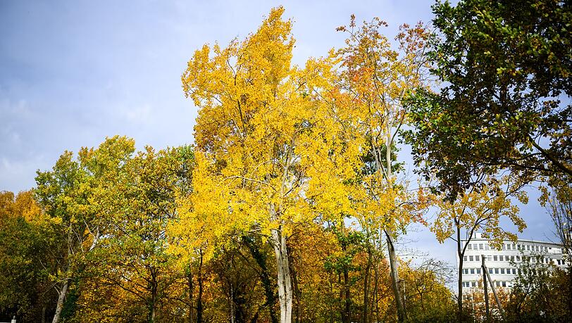 Die Zitterpappel (Populus tremula) - auch Espe oder Aspe genannt -  ist Baum des Jahres 2026.
