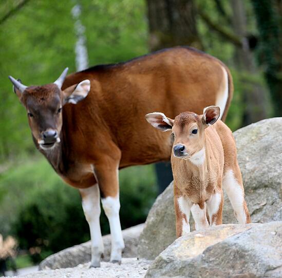 Ein Banteng-Kalb. Die Mutter weicht nicht von seiner Seite.