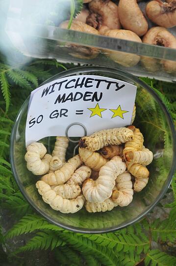 Witchetty Maden