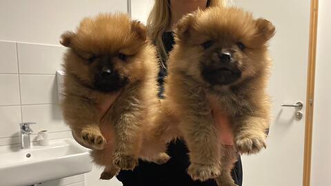 Die Polizei übergab die beiden Hundebabies dem Tierheim, wo sie untersucht werden.