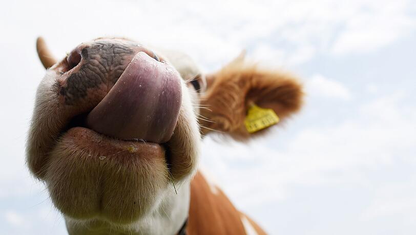 K&uuml;he sollen auf einem Parkplatz Autos von Wanderern demoliert und abgeleckt haben. (Symbolbild)