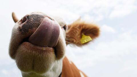K&uuml;he sollen auf einem Parkplatz Autos von Wanderern demoliert und abgeleckt haben. (Symbolbild)