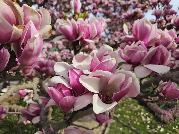 Ein Traum in Rosa: So sch&ouml;n bl&uuml;ht die Magnolie im Botanischen Garten.