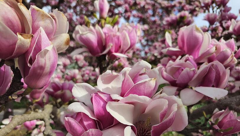 Ein Traum in Rosa: So sch&ouml;n bl&uuml;ht die Magnolie im Botanischen Garten.