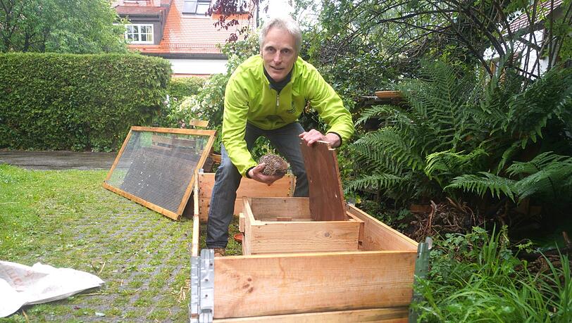Martin Hänsel hat für das geschwächte Igel-Mädchen Ronja in seinem Pasinger Garten ein Igelhaus gebaut. Der Naturschützer beherbergt seit Jahren Igel. Martin Hänsel hat für das geschwächte Igel-Mädchen Ronja in seinem Pasinger Garten ein Igelhaus gebaut. Der Naturschützer beherbergt seit Jahren Igel.