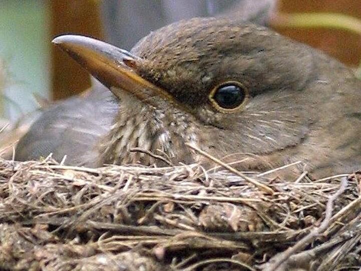 Eine Amsel sitzt in ihrem gerade fertiggestellten Nest und brütet ihre Eier aus. Foto: Ingo Wagner/dpa/Symbolbild