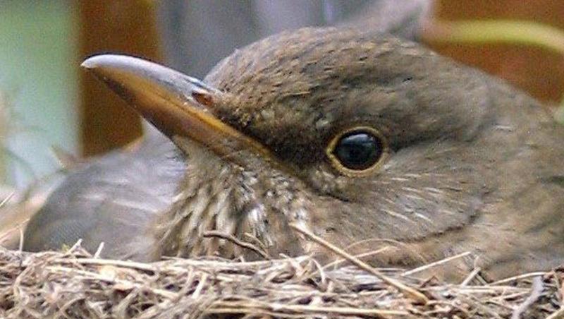 Eine Amsel sitzt in ihrem gerade fertiggestellten Nest und brütet ihre Eier aus. Foto: Ingo Wagner/dpa/Symbolbild Eine Amsel sitzt in ihrem gerade fertiggestellten Nest und brütet ihre Eier aus. Foto: Ingo Wagner/dpa/Symbolbild