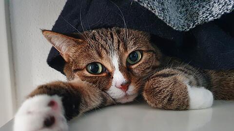 Münchens schönste Katze: Das ist die Gewinnerin!