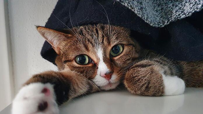 Münchens schönste Katze: Das ist die Gewinnerin!