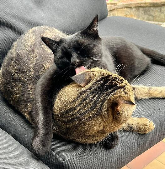 Kater Hades und Alduin