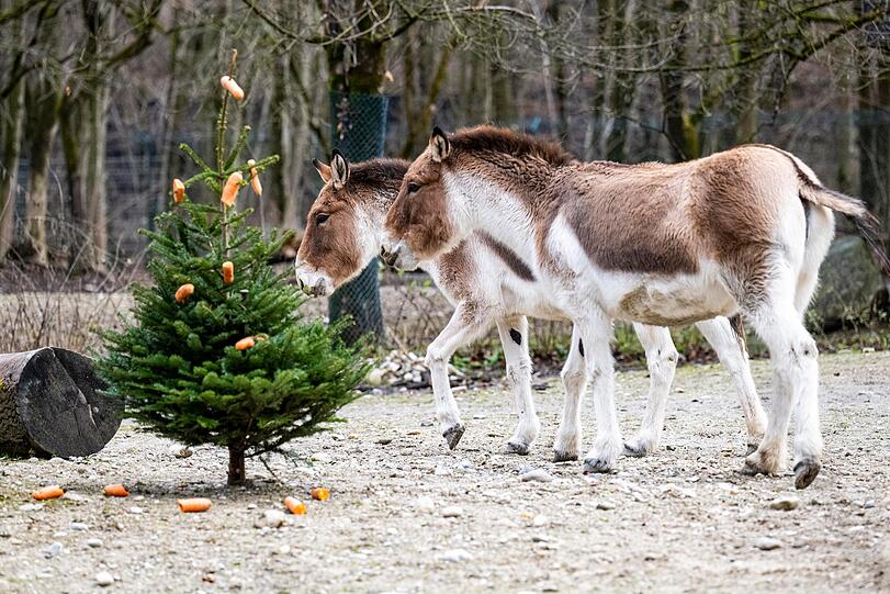 Im Gehege der Kiang-Pferde wird der Baum neugierig inspiziert.