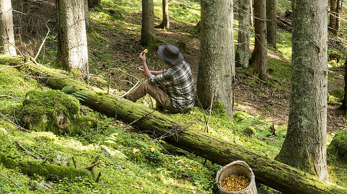 Ein Schwammerlsucher im Wald begutachtet seine Ausbeute. Im Korb liegen jede Menge frisch geerntete Pilze