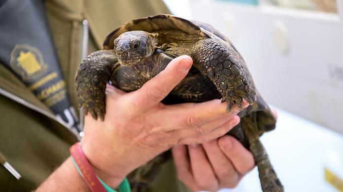 Auch wenn Besitzer sterben, wie im Fall dieser Schildkröte, landen die Tiere oft in der Münchner Auffangstation.