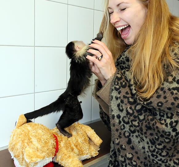 So süß: Der Affe "Mally" von Justin Bieber wartet im Tierheim