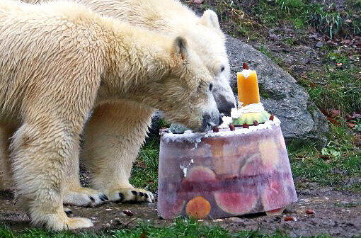 Zwei Jahre lang waren die Eisbären-Zwillinge der Publikumsmagnet im Tierpark. Hier einige Archivbilder.