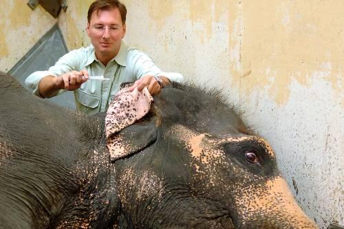 Neuer Chef von Hellabrunn wird Hannovers Zootierarzt Andreas Knieriem, der auf dem Bild von 2005 gerade eine Blutprobe von der trächtigen Elefantenkuh Khaing Hnin Hnin nimmt.