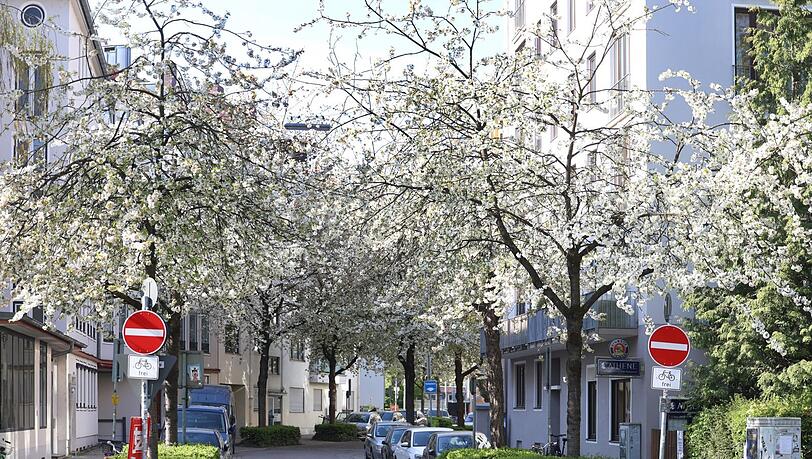 Was f&uuml;r ein Anblick: Die Kirschen sind in voller Bl&uuml;te in der Adamstra&szlig;e, die von der Nymphenburger Stra&szlig;e abzweigt.