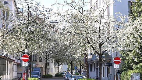 Was f&uuml;r ein Anblick: Die Kirschen sind in voller Bl&uuml;te in der Adamstra&szlig;e, die von der Nymphenburger Stra&szlig;e abzweigt.
