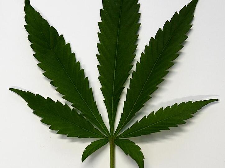 Die gesetzlichen Krankenkassen lehnen die Vergabe von Cannabis oder Cannabisprodukten auf Rezept ab.