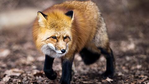 Jeder vierte Fuchs in München ist mit Fuchsbandwurm befallen. (Symbolbild)