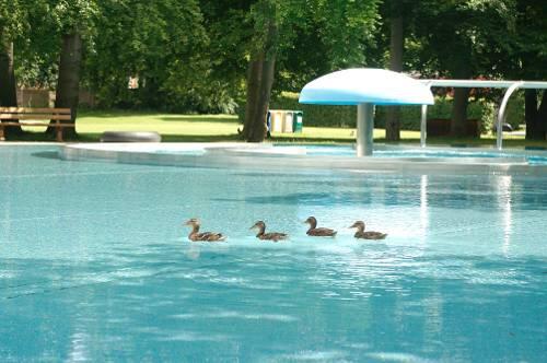 Ein paar Enten sind derzeit die einzigen Besucher im Ungererbad.