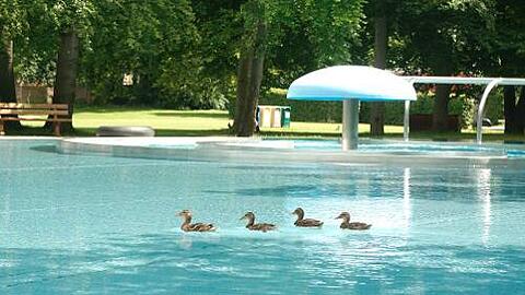 Ein paar Enten sind derzeit die einzigen Besucher im Ungererbad.