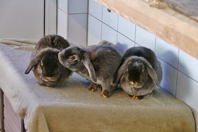 Micky (weibl.), Nicky (weibl.) und Maui (männl., alle circa 3) sind „Satin-Widder“ und leider chronisch kranke Zahnpatienten. Die zutraulichen, freundlichen Hoppler wünschen sich einen Herzensmenschen, der ihnen die Aufmerksamkeit gibt, die sie benötigen.
