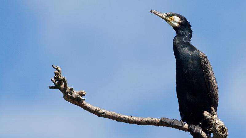Der Kormoran ist ein guter Jäger Der Kormoran ist ein guter Jäger
