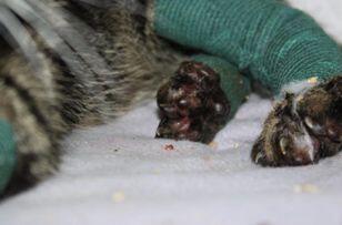 Der kleine Kater quält sich wegen seiner wunden Pfoten.