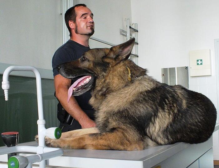 Sprengstoffspürhund "Herkules" im Klassenzimmer der 7. Klasse an der Marieluise-Fleißer-Realschule.