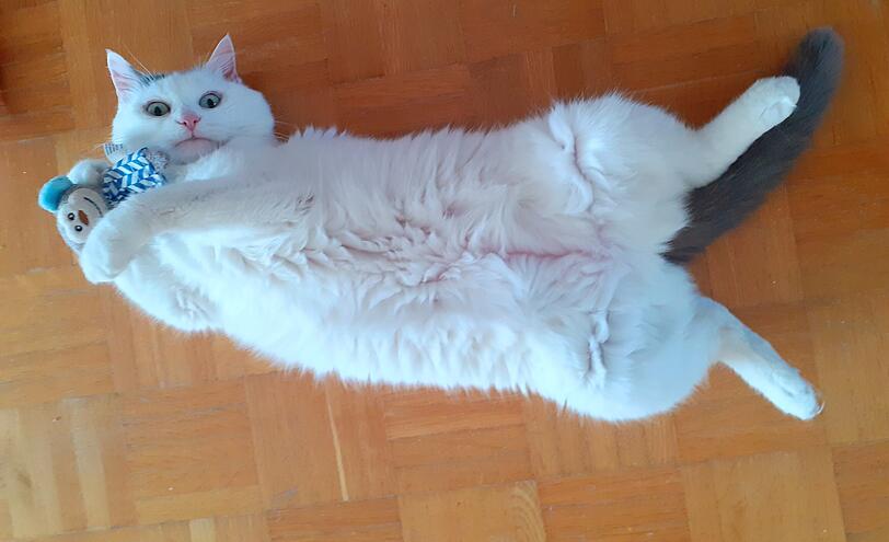 Sissi