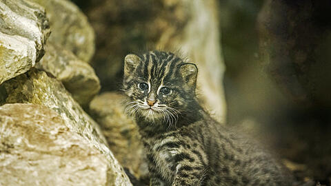 Niedlich anzuschauen: das neue Fischkatzen-Baby im Tierpark Hellabrunn.