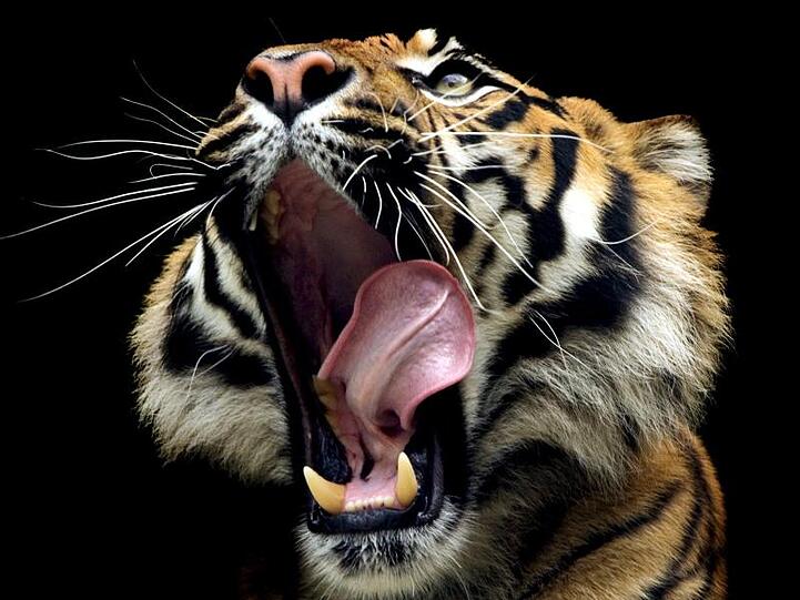 Zu den Bestandteilen der traditionellen chinesischen Volksmedizin gehören auch die Knochen von Tigern.