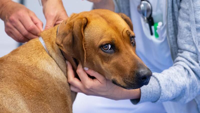 Die Rhodesian Ridgeback Hündin Bini wird in der Kleintierklinik der LMU von zwei Tierärztinnen untersucht und vermessen.