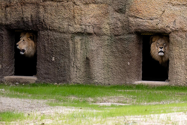 Bleiben an Silvester lieber drinnen: Die Tiere im Tierpark Hellabrunn. (Archiv) Bleiben an Silvester lieber drinnen: Die Tiere im Tierpark Hellabrunn. (Archiv)